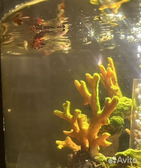 Аквариумные рыбки гуппи