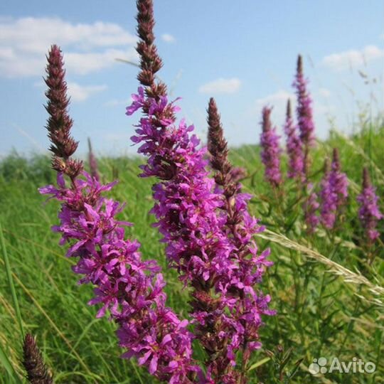 Дербенник (семена)