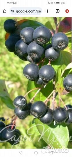 Продукты питания