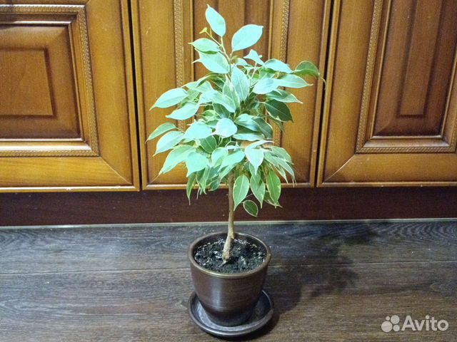 Фикус Бенджамина (40 см примерно вместе с горшком)