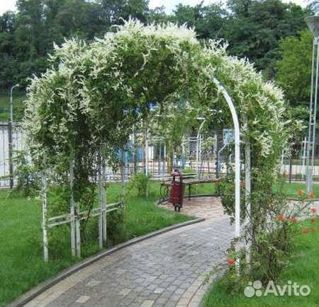 Горец бальджуанский купить в Аксае | Товары для дома и дачи | Авито