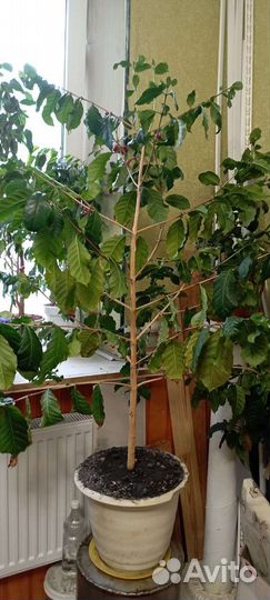 Семена кофейного дерева