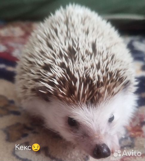 Африканский ежики