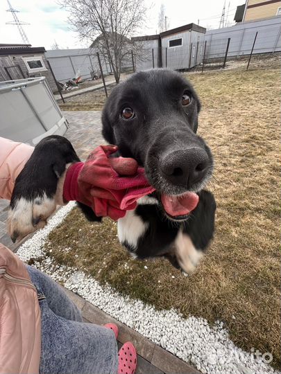 Домашняя передержка собак