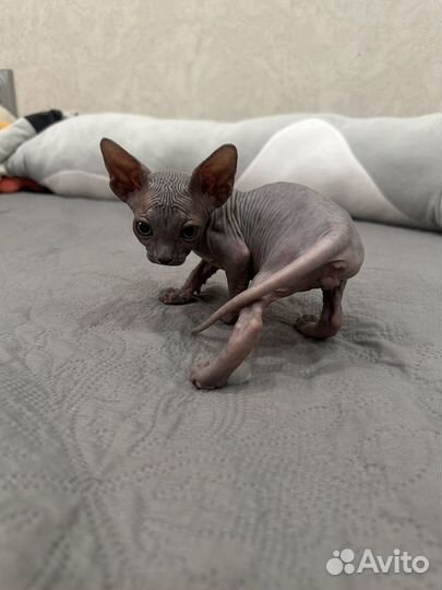 Канадский сфинкс