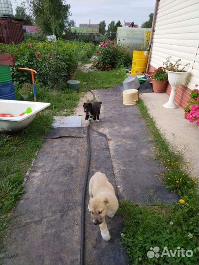 Собака алабай