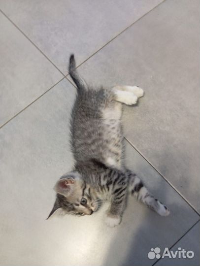 Отдам в добрые руки