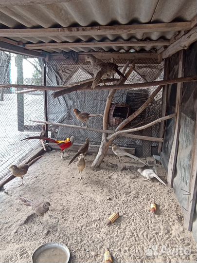 Павлины, фазаны, декоративные утки