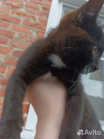 Черный котенок мальчик