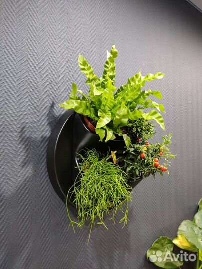 Фитомодуль Boxsand