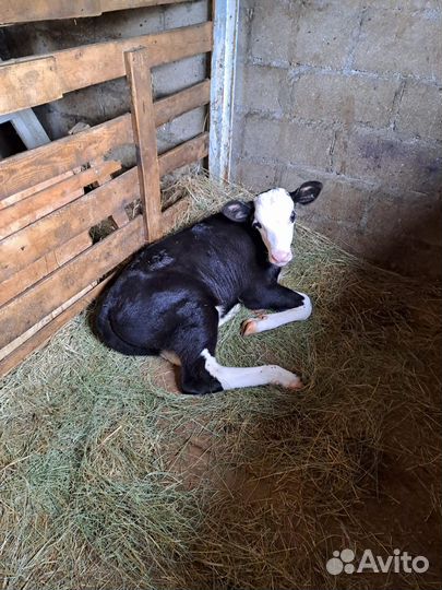 Продается бычок