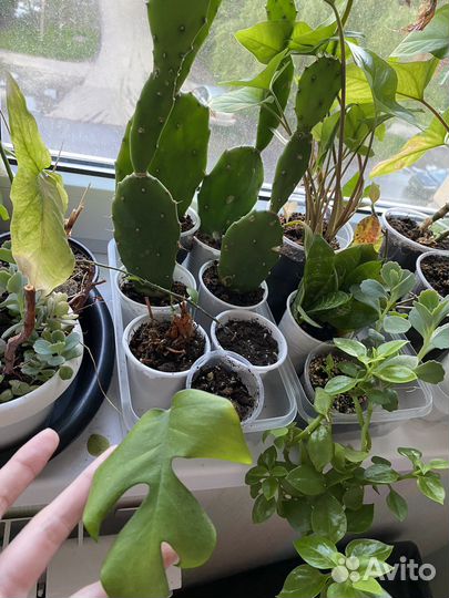 Комнатные растения