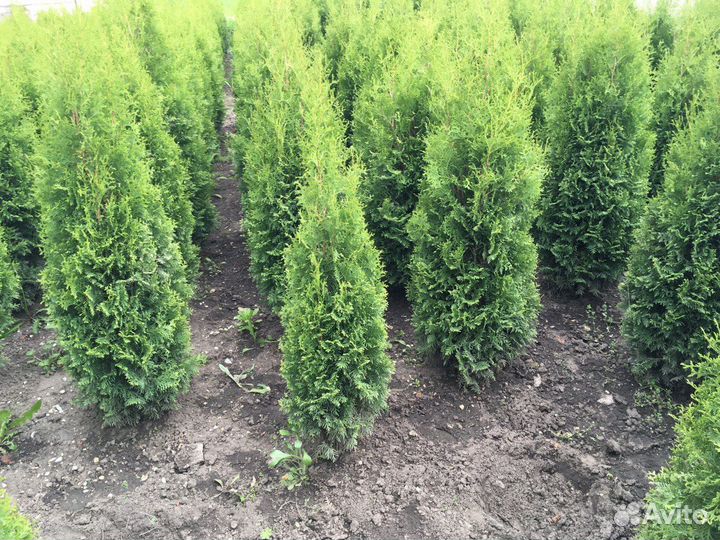 Шикарные туи 1,61 м оптом из питомника Гарантия