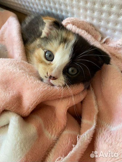 Котёнок Шотландский вислоухий