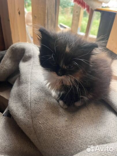 Отдам в добрые руки котенка