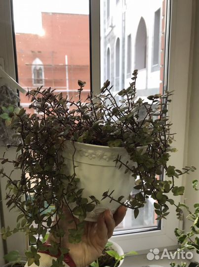 Каллизия мелколистная, филодендрон бархат, срезы