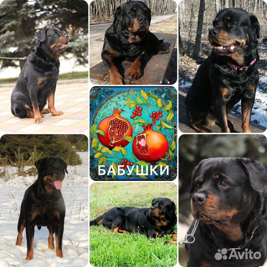 Ротвейлер щенки