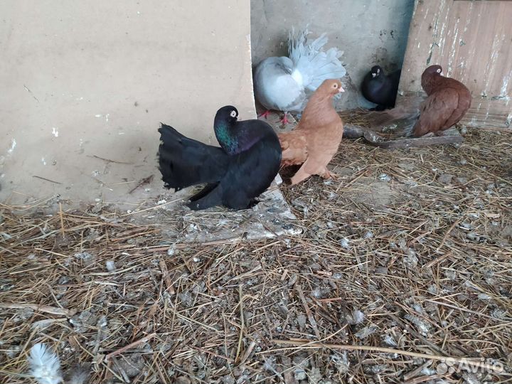 Статные голуби