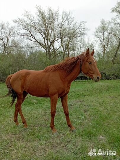 Жеребец англо-буденовец