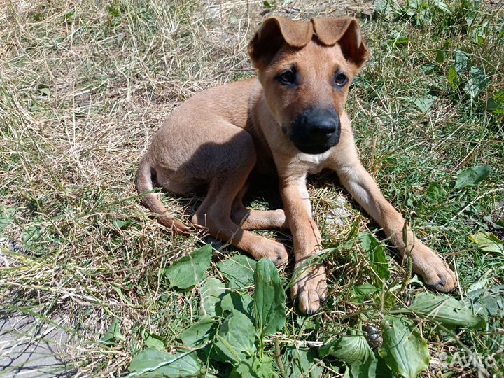 Щенок в добрые руки