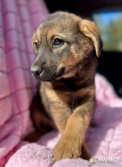 Собака в добрые руки