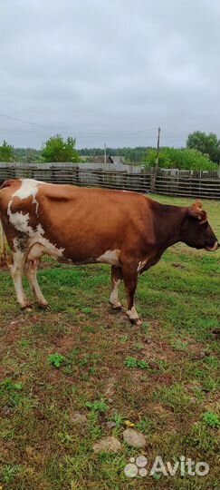 Корова дойная