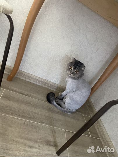 Отдам любимого кота