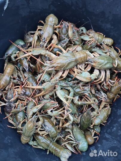 Живые раки. Опт и розница