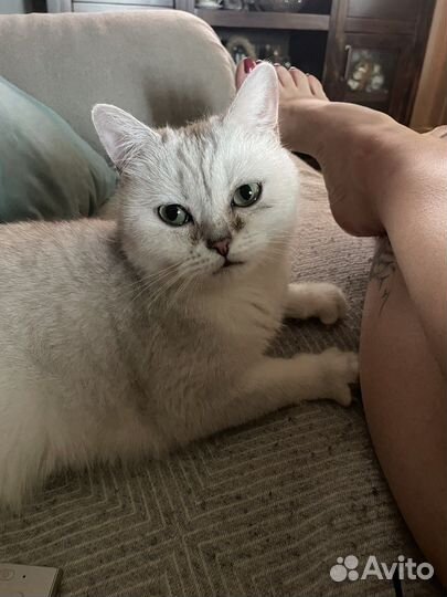Кот окрас шиншилла