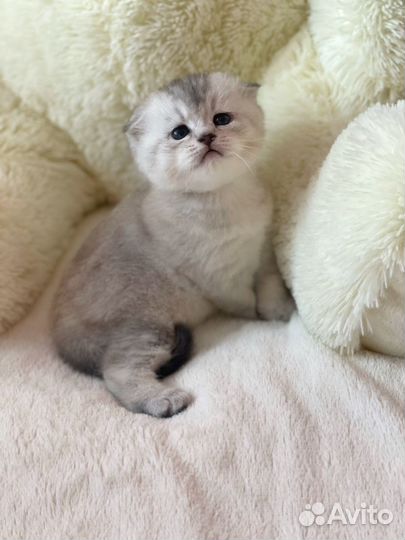 Шотландские котята