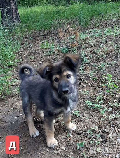 Собаки бесплатно в добрые руки щенки