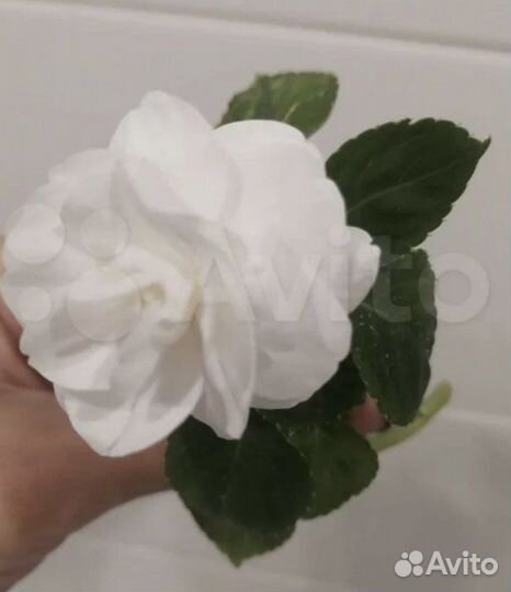 Бальзамин ванька мокрый