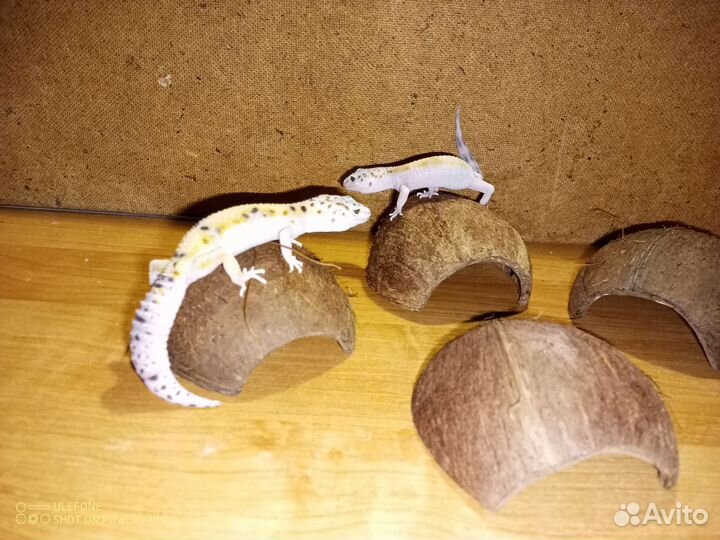 Фон, укрытие, Кокос, террариум/аквариум