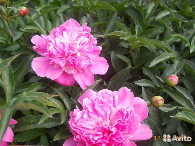 Пионы (срезка на букеты)