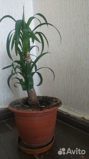 Пальма юкка