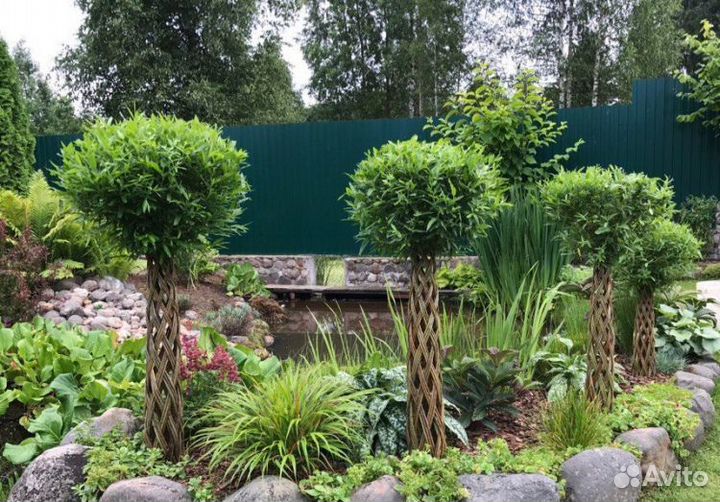 Плетёная ива