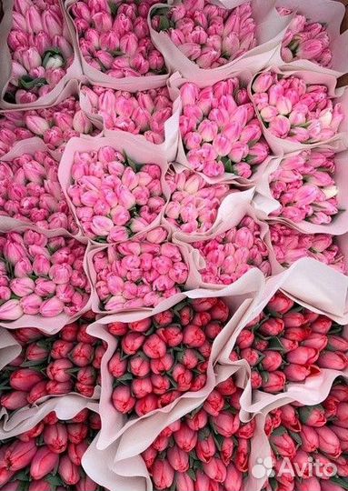 Тюльпаны оптом / Тюльпаны к 8 марта