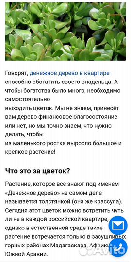 Крассула толстянка-денежное дерево