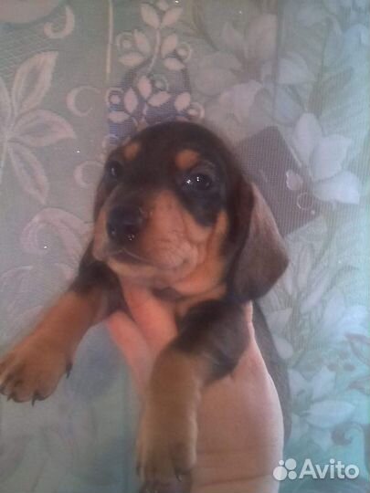 Жених такса