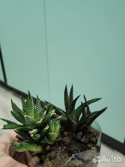 Хавортии (двух видов)