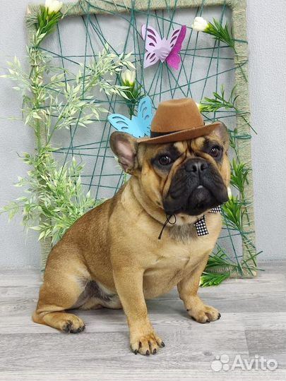 Вязка французский бульдог