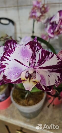 Орхидея фаленопсис бабочка