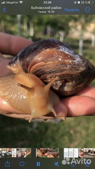 Улитки ахатины большая