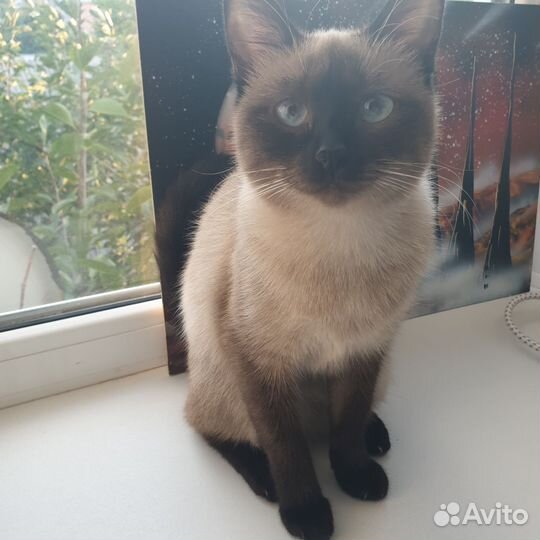 Кошка в дар бесплатно