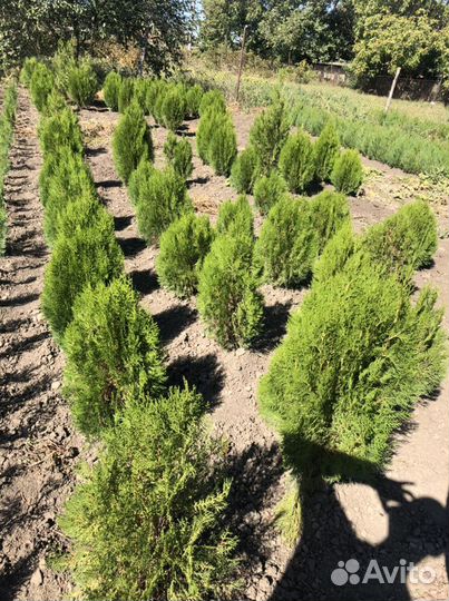 Туя разные размеры