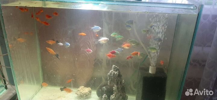 Аквариумные рыбки