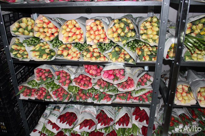 Тюльпаны розница