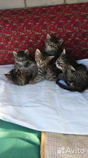 Отдам котенка