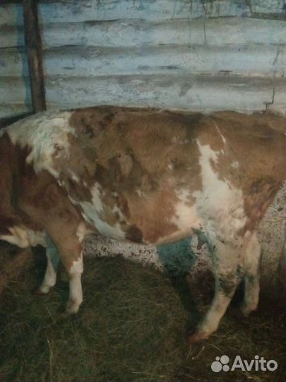 Корова с теленком