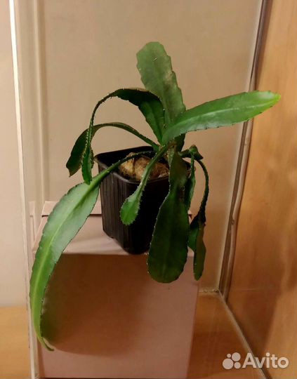 Эпифилум, Опунция, Крассула ложноплауновидная